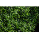 Ecuador Giardino Verticale VGnewtrend dettaglio