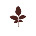 Leaves Serigrafia Juglans - Noce Magis vista