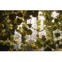 Lampadario Phisalis E Anthurium Flowers Power H 80 105x60 VGnewtrend dettaglio